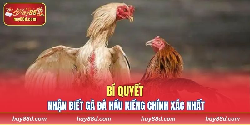 Bí quyết nhận biết gà đá hầu kiềng chính xác nhất