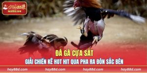 Đá gà cựa sắt