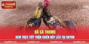 Đá gà Thomo