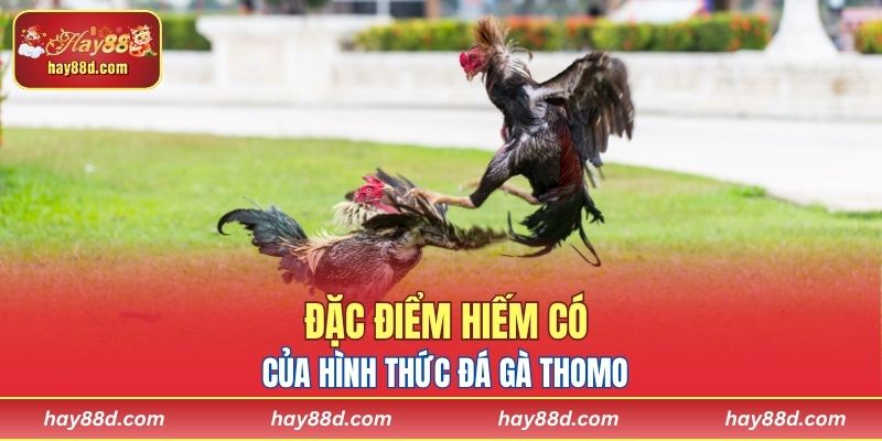 Đặc điểm hiếm có của hình thức đá gà Thomo