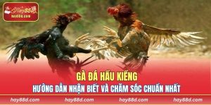 Gà đá hầu kiềng