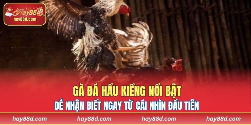 Gà đá hầu kiềng nổi bật, dễ nhận biết ngay từ cái nhìn đầu tiên