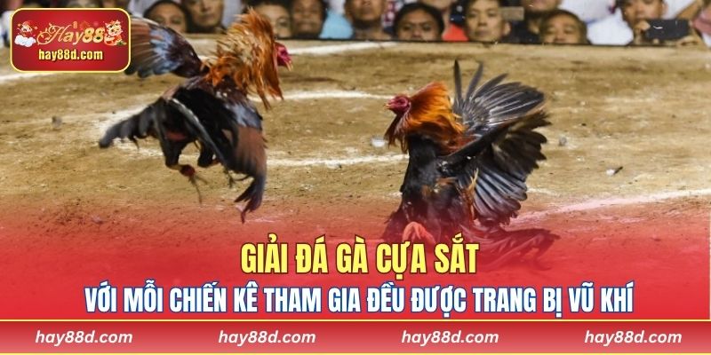 Giải đá gà cựa sắt với mỗi chiến kê tham gia đều được trang bị vũ khí 