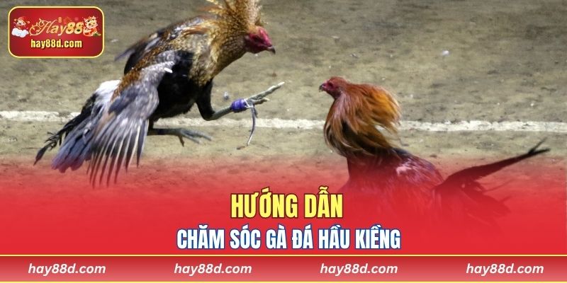 Hướng dẫn chăm sóc gà đá hầu kiềng