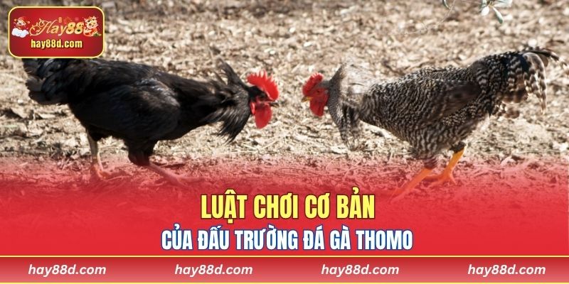 Luật chơi cơ bản của đấu trường đá gà Thomo
