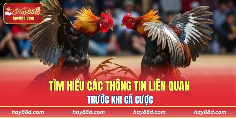 Nắm vững các thông tin cần thiết trước khi tiến hành cá cược