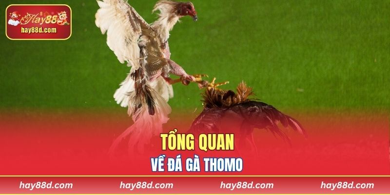 Tổng quan về đá gà Thomo
